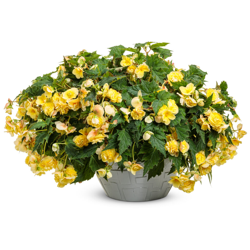 DOUBLE DELIGHT™ Primrose Begonia Garden Crossings