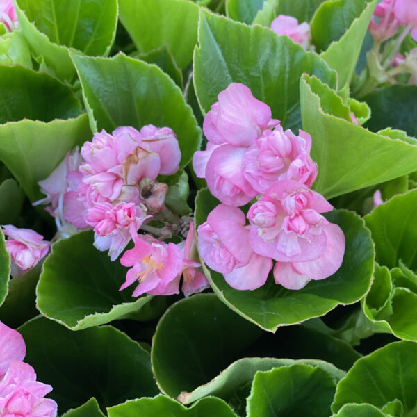 DOUBLE UP™ Pink Begonias