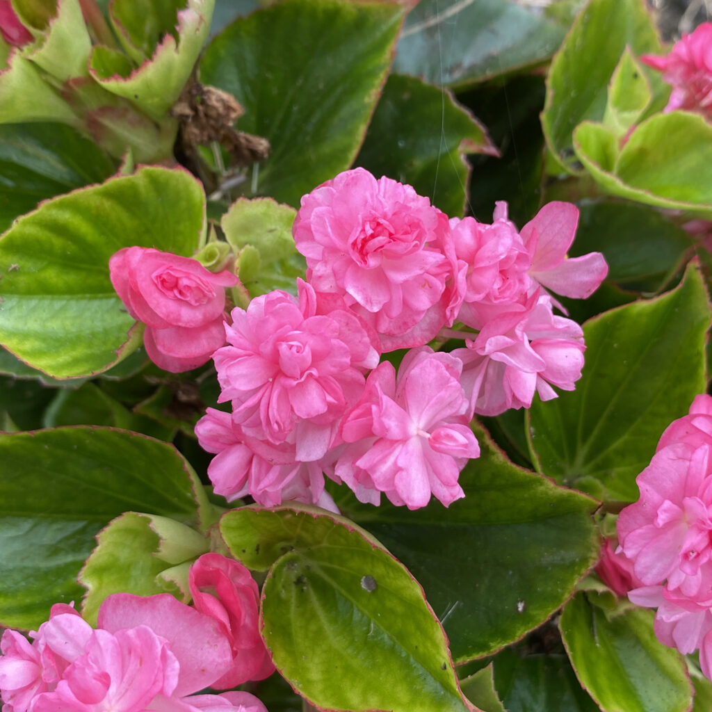 DOUBLE UP™ Pink Begonias Garden Crossings