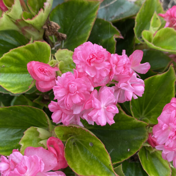 DOUBLE UP™ Pink Begonias