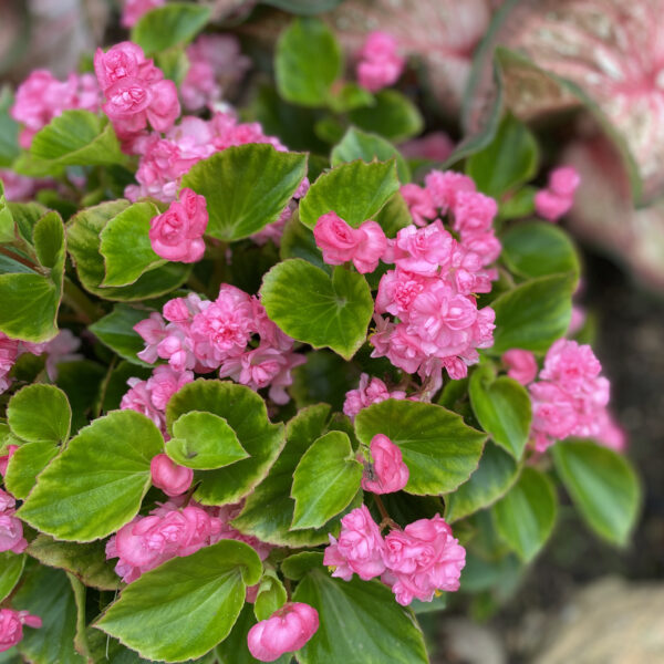 DOUBLE UP™ Pink Begonias