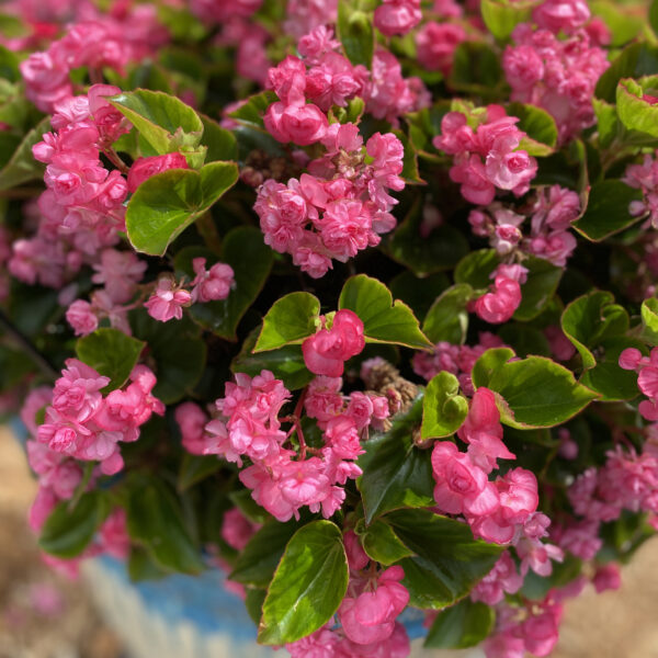 DOUBLE UP™ Pink Begonias