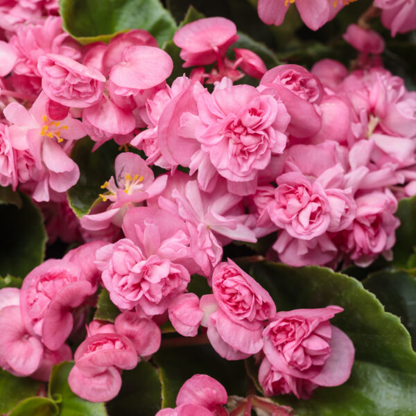 DOUBLE UP™ Pink Begonias