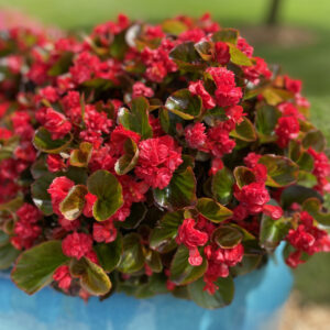 DOUBLE UP™ Red Begonia