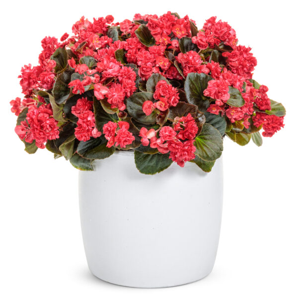 DOUBLE UP™ Red Begonia