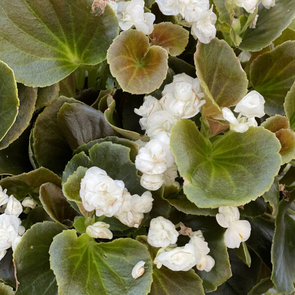 DOUBLE UP™ White Begonia