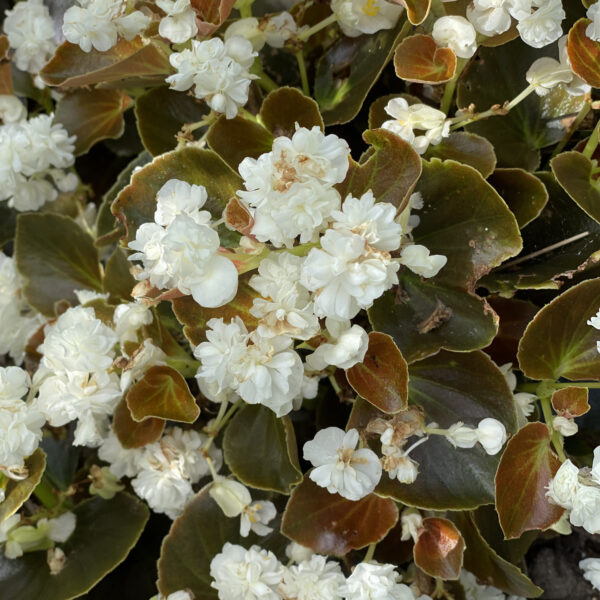 DOUBLE UP™ White Begonia