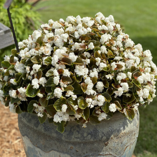 DOUBLE UP™ White Begonia