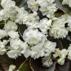 DOUBLE UP™ White Begonia