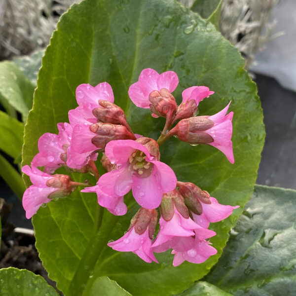 bergenia miss piggy