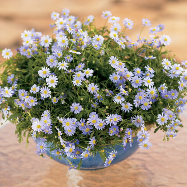 Brachyscome Blue Zephyr™
