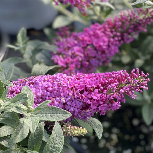 Buddleia PUGSTER® Pinker - Shrub