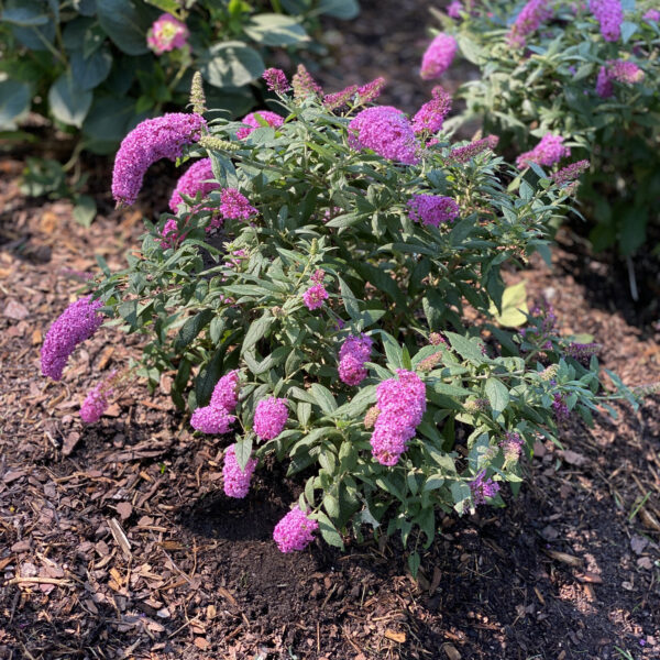 Buddleia PUGSTER® Pinker - Shrub