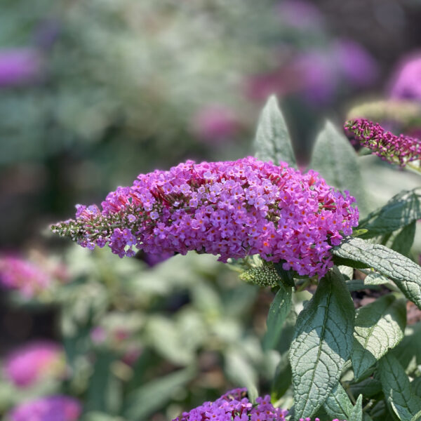 Buddleia PUGSTER® Pinker - Shrub