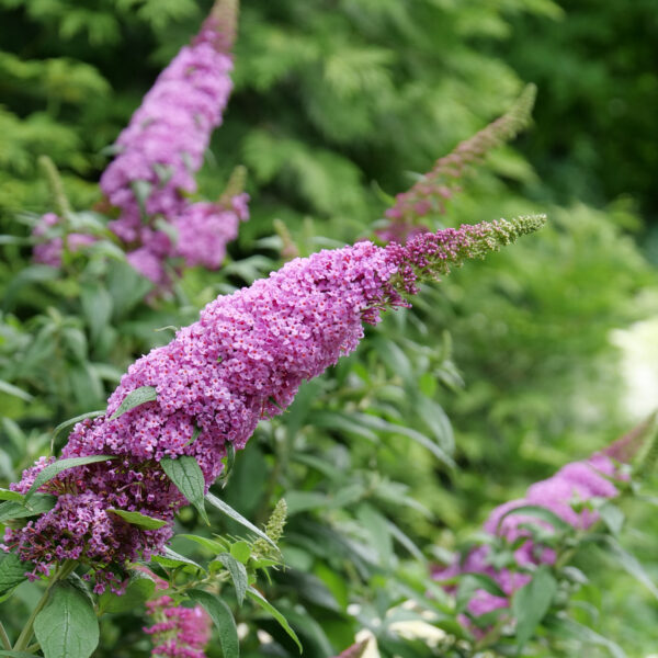 Buddleia PUGSTER® Pinker - Shrub