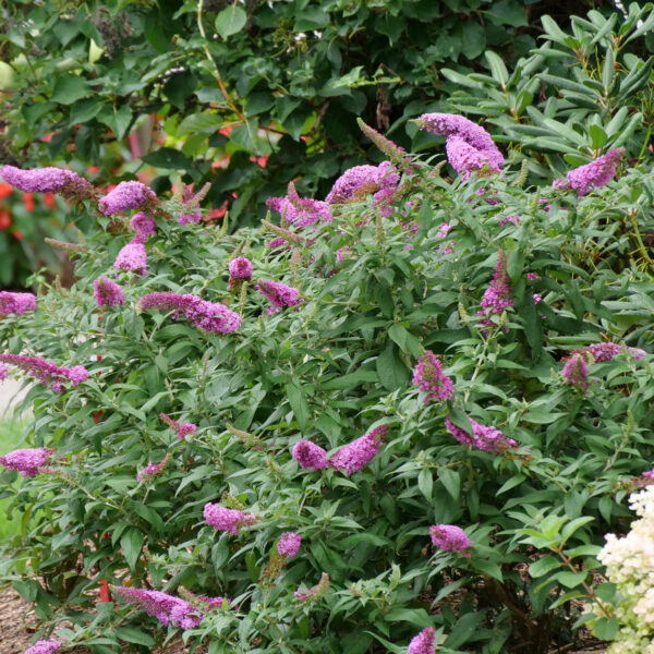 Buddleia PUGSTER® Pinker - Shrub