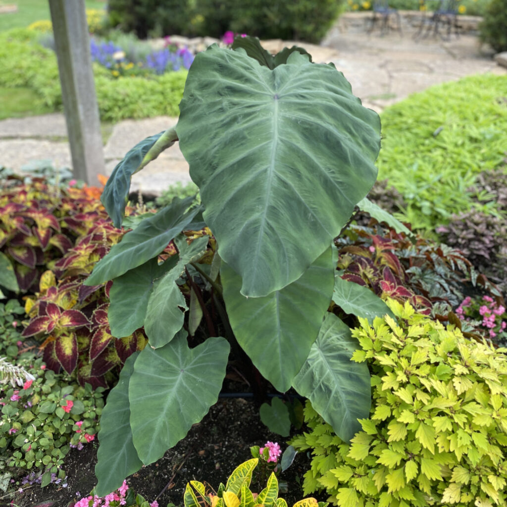 HEART OF THE JUNGLE™ Colocasia