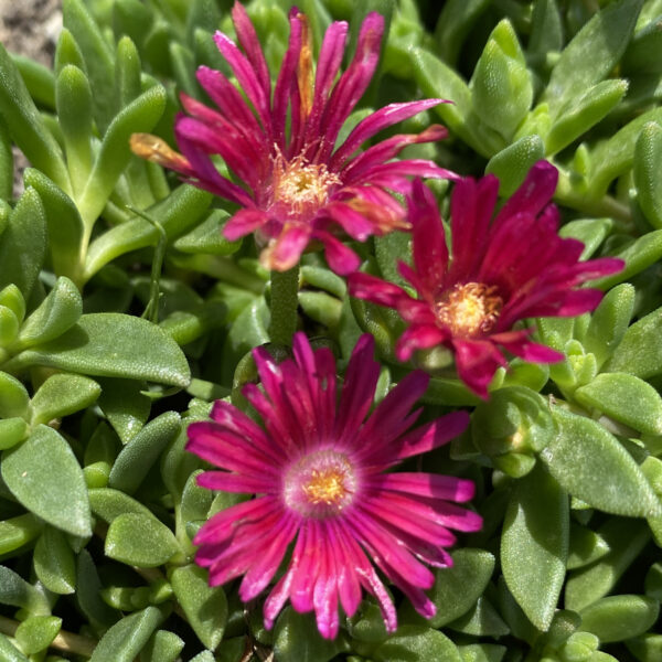 Delosperma Granita Raspberry Ice Plant