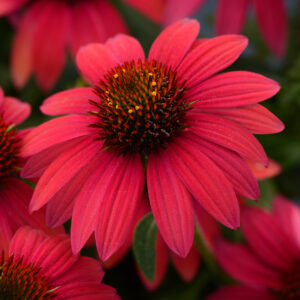 Echinacea - Coneflower