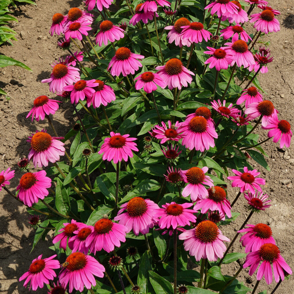 Echinacea SOMBRERO® Rosada - Garden Crossings