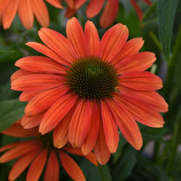 Echinacea SOMBRERO® 'Tango Tangerine'
