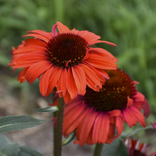 EYE-CATCHER™ 'Tanager' Echinacea