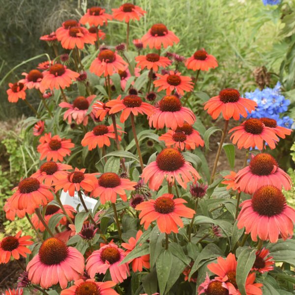 EYE-CATCHER™ 'Tanager' Echinacea