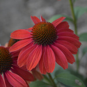 Echinacea Color Coded™ Frankly Scarlet