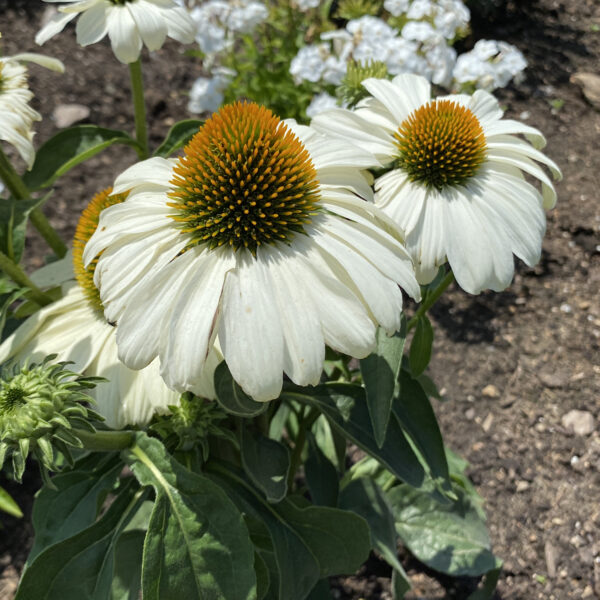 COLOR CODED™ 'The Price is White' Coneflower