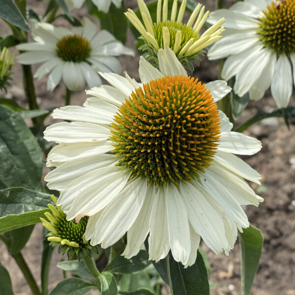 COLOR CODED™ 'The Price is White' Coneflower