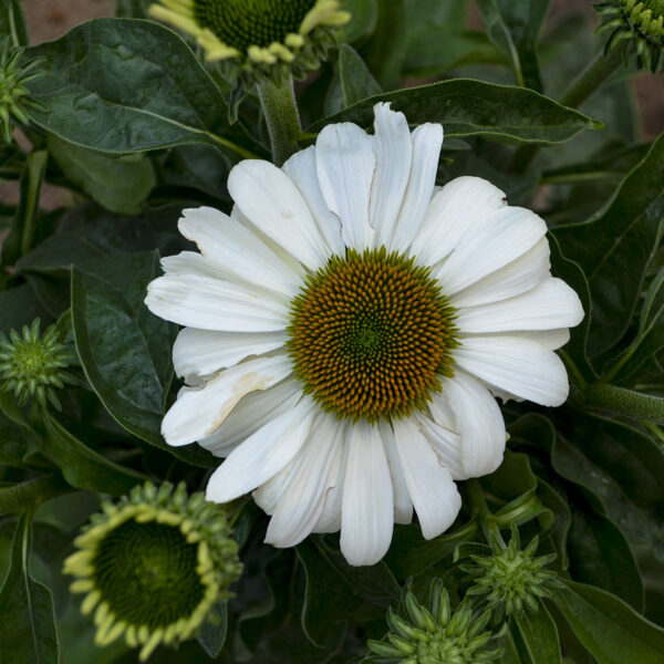 COLOR CODED™ 'The Price is White' Coneflower