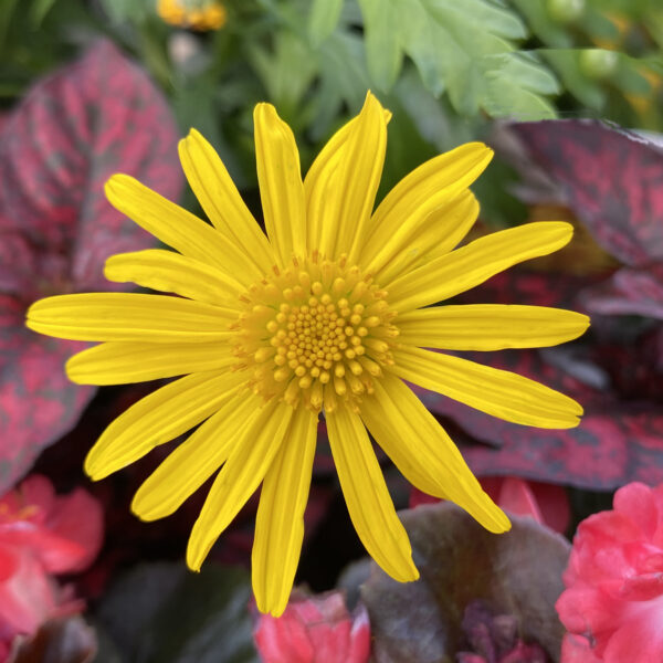 Euryops High Noon™ - Annual