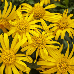 Euryops - Bush Daisy