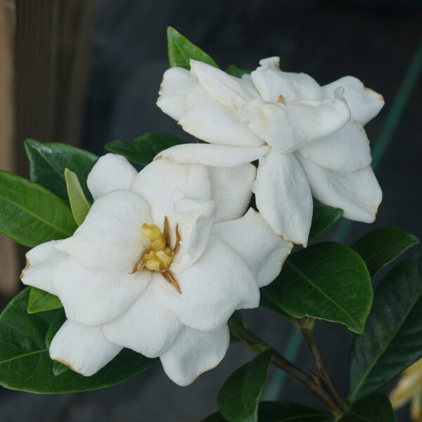 STEADY AS SHE GOES® Gardenia