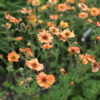 geum totally tangerine