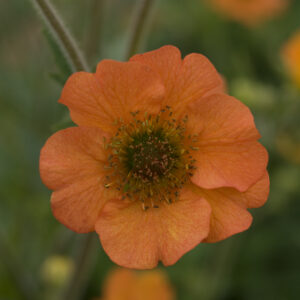 Geum - Avens