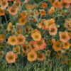 geum totally tangerine