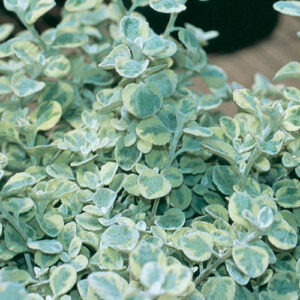 Helichrysum Licorice Splash
