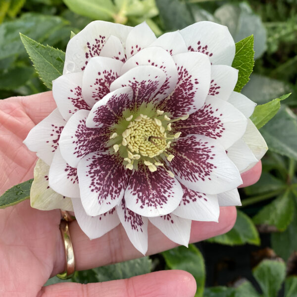 Lenten Rose Confetti Ckae