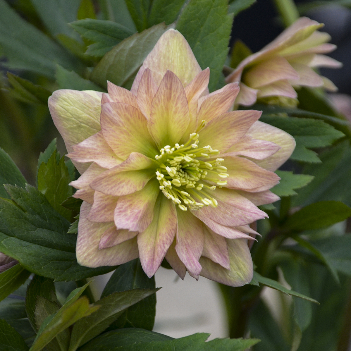 Helleborus WEDDING PARTY® 'Mother of the Bride' - Image 2