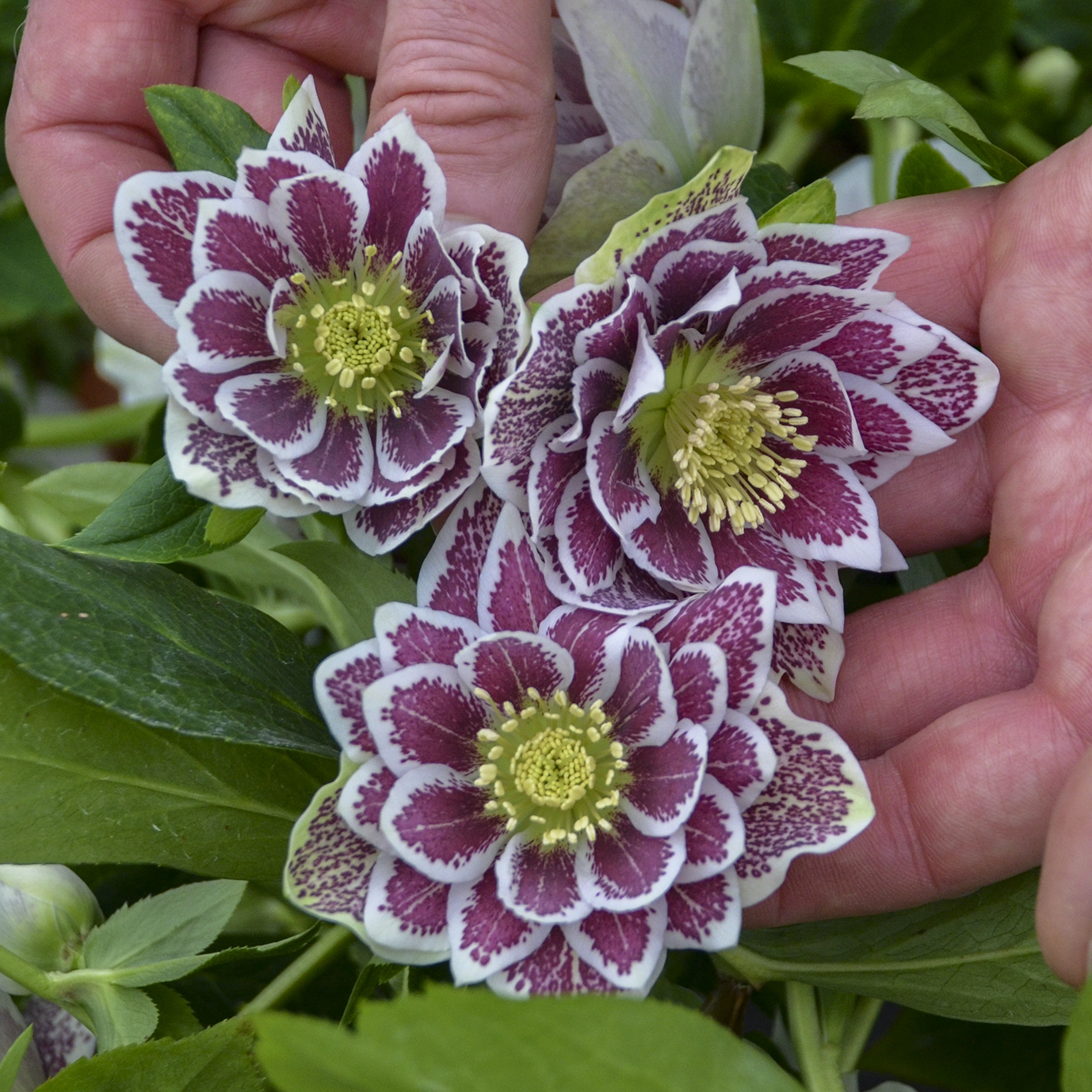 Helleborus WEDDING PARTY® 'Shotgun Wedding'