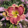 Hemerocallis 'Born to Run'