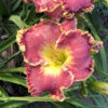 Hemerocallis 'Born to Run' - Image 2