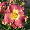 Hemerocallis 'Born to Run' - Image 3