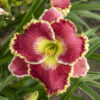 Hemerocallis Born to Run Daylily