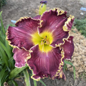 Hemerocallis 'Cosmic Struggle'
