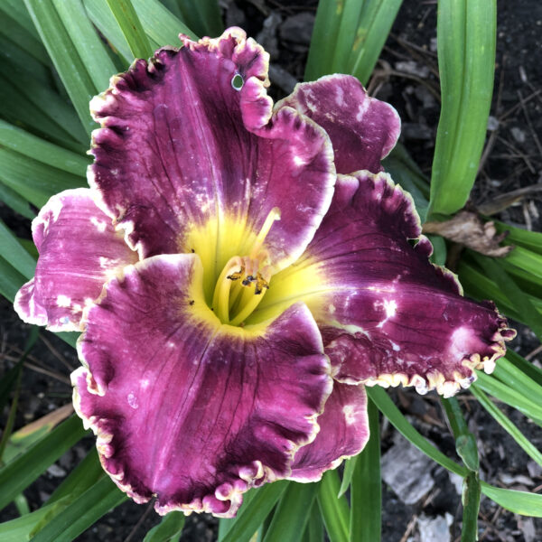Hemerocallis 'Cosmic Struggle' - Image 2