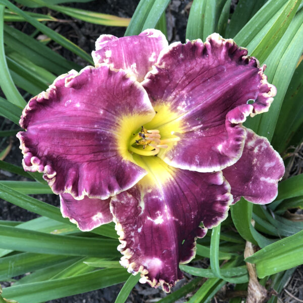 Hemerocallis 'Cosmic Struggle' - Image 3