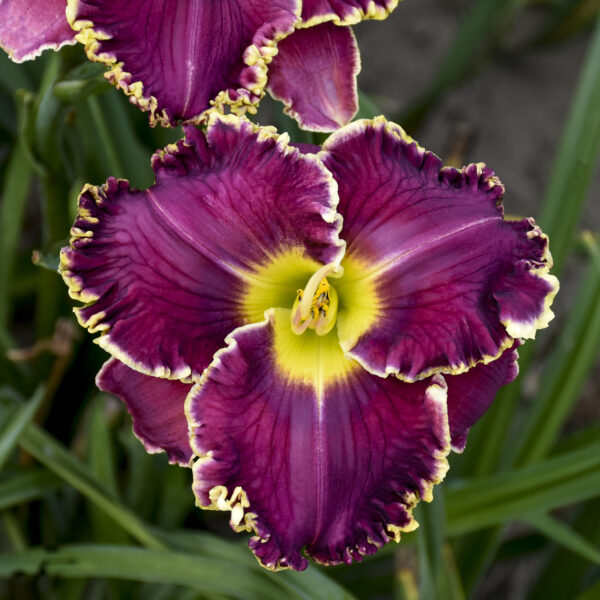 Hemerocallis 'Cosmic Struggle' - Image 4