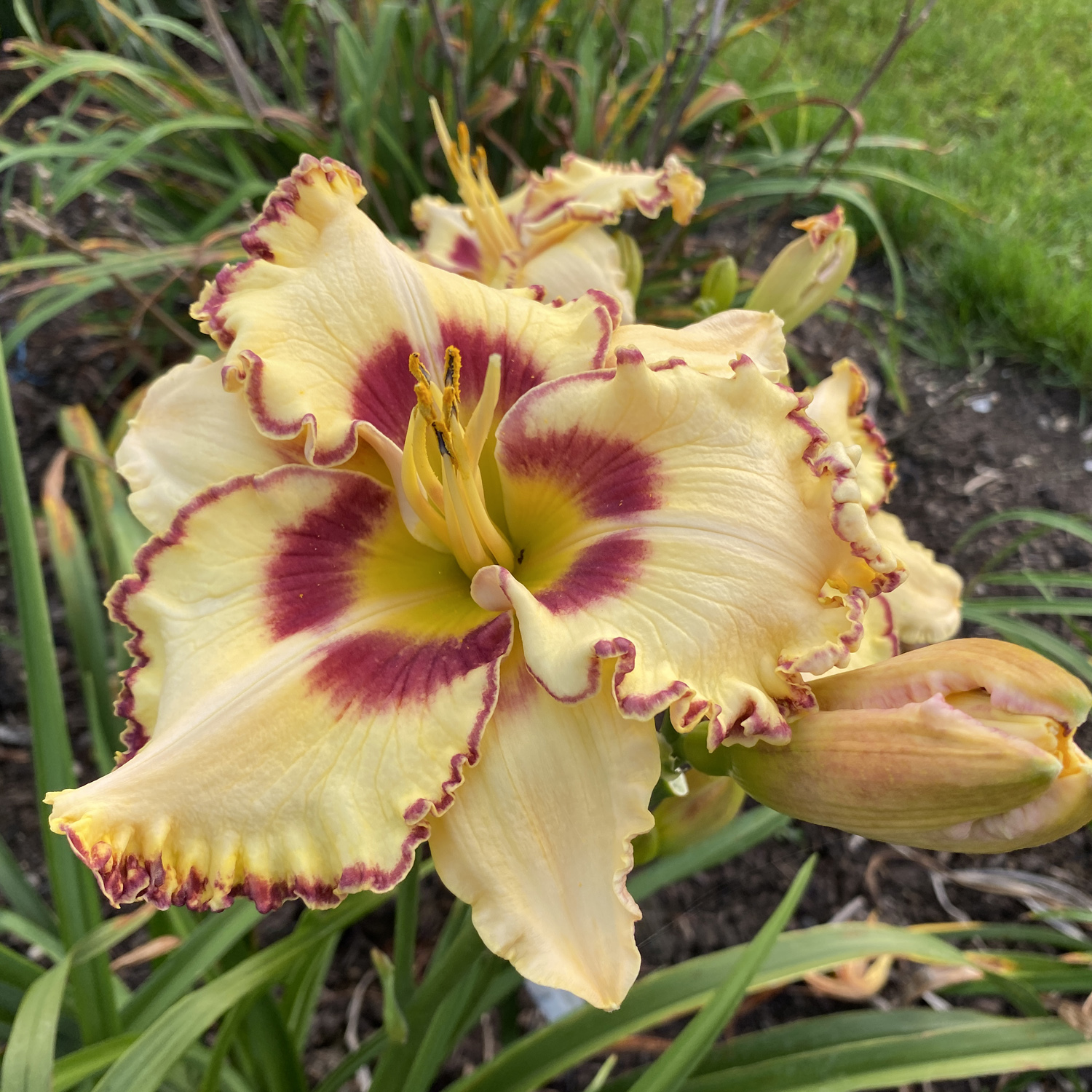 Hemerocallis RAINBOW RHYTHM® 'King of the Ages' Garden Crossings